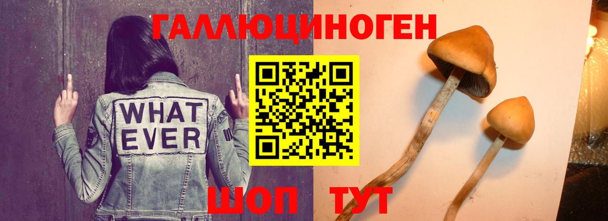 Псилоцибиновые грибы мицелий Мценск